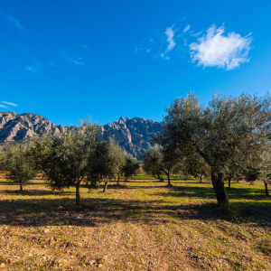 20190107_ParcRuralMontserrat_MarcPuigPerez_067_MP22846