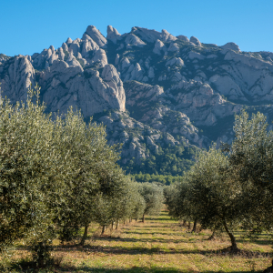 20190107_ParcRuralMontserrat_MarcPuigPerez_077_MP22879