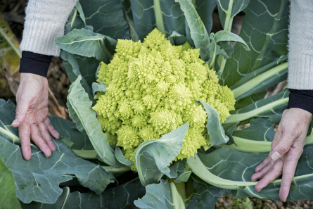 20201215_DTA_PRM_PatxiUriz_Romanescu_Abrera_DSC5553