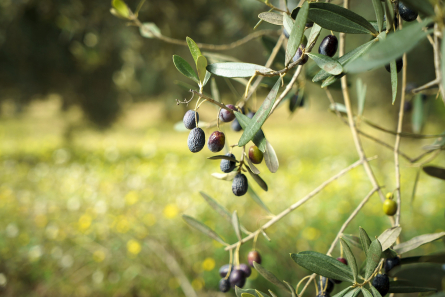 20201217_DTA_PRM_PatxiUriz_Olives_Collbato_DSC6150