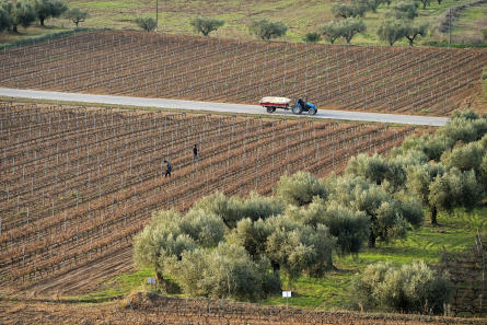 20201217_DTA_PRM_PatxiUriz_PodaVinya_Piera_DSC5919_1