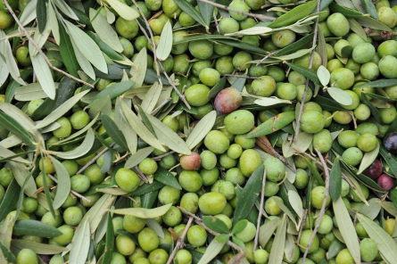 denominaciones-de-origen-de-los-aceites-de-oliva