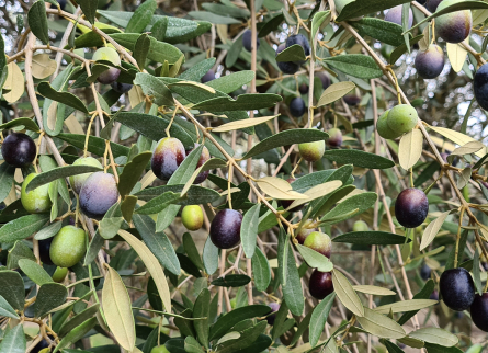 Fruit_Vera (1)