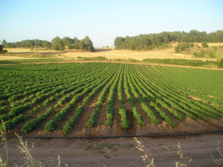 P6220009